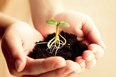 Illustration cradling