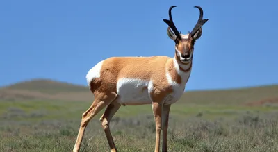 Illustration pronghorn