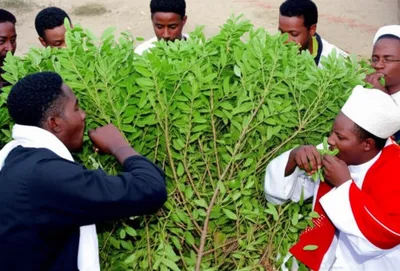 Illustration khat - Image 1