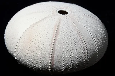 Illustration test - Image 1