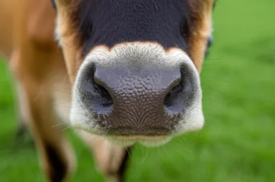 Illustration muffle - Image 1