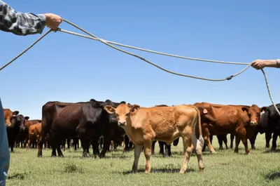 Illustration maverick - Image 1