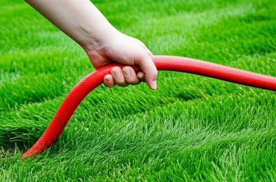 Illustration yank - Image 1