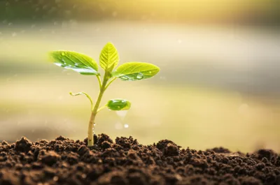 Illustration educating