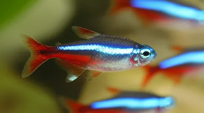 Illustration cardinals - Image 1