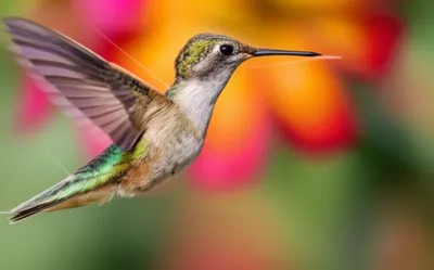 Illustration ms - Image 1