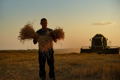 Illustration reaped - Image 1