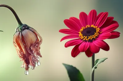 Illustration impotence - Image 1