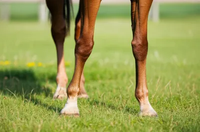 Illustration pasterns - Image 1