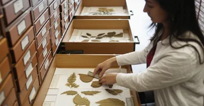 Illustration cataloged - Image 1