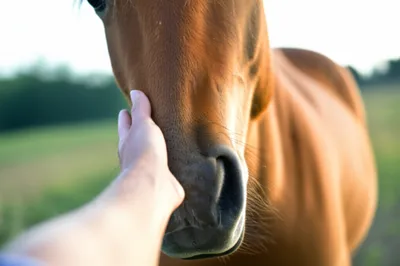 Illustration bridles - Image 1