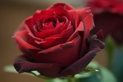 Illustration frill - Image 1