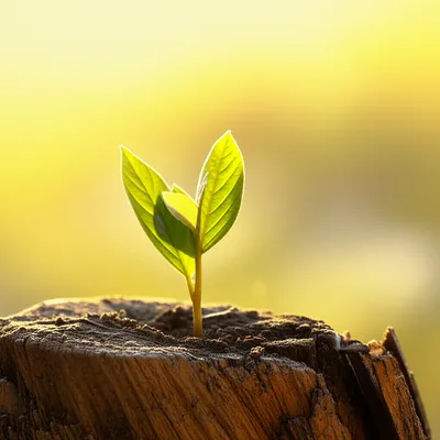 Illustration relived - Image 1