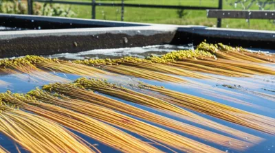 Illustration retting - Image 1