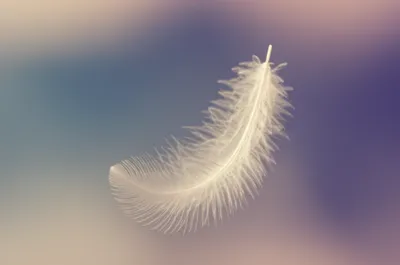 Illustration flosses - Image 1