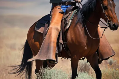 Illustration chaps - Image 1