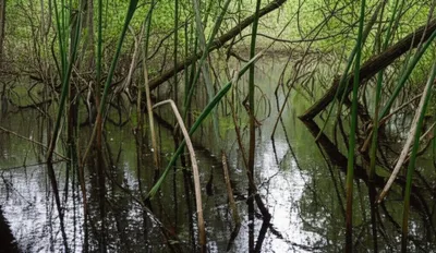 Illustration slashes - Image 1