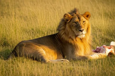 Illustration sated - Image 1