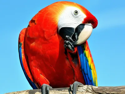 Illustration plumes - Image 1