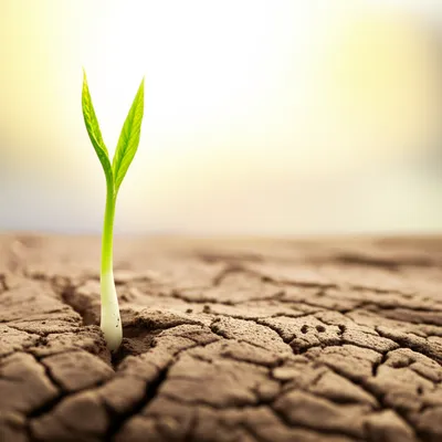 Illustration nascent - Image 1