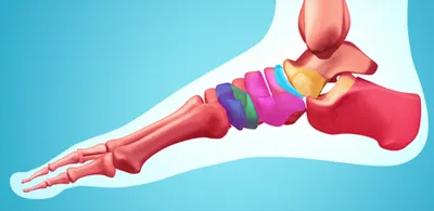 Illustration tarses - Image 1