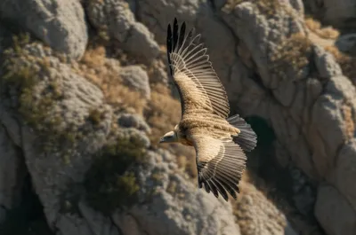 Illustration griffins - Image 1