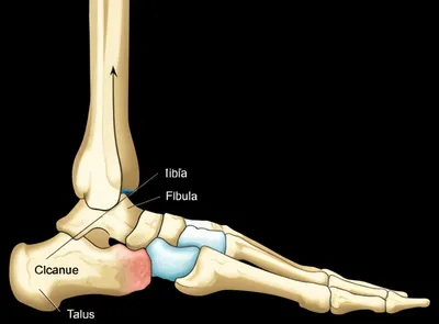 Hình ảnh minh họa anklebones - Ảnh 1