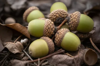 Illustration glans - Image 1