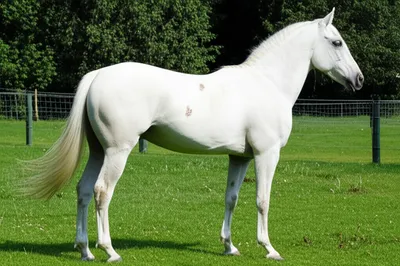 Illustration cocktail - Image 1