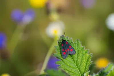 Illustration burnet - Image 1