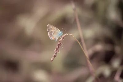 Illustration twitters - Image 1