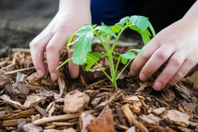 Illustration mulch - Image 1