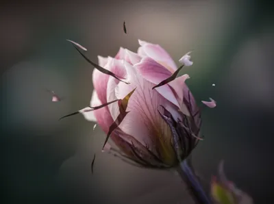 Hình ảnh minh họa springing - Ảnh 1