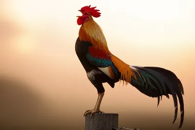 Illustration cocks - Image 1