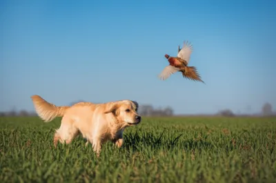 Illustration dropper - Image 1