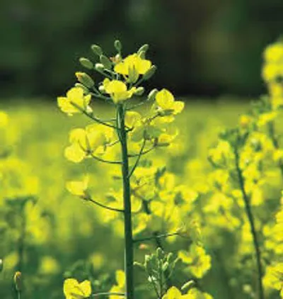 Illustration mustard - Image 2