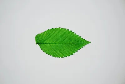 Illustration elms - Image 2