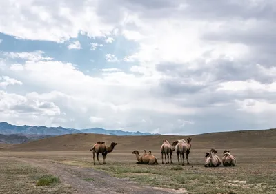 Illustration humps - Image 2