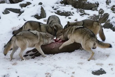 Illustration ravines - Image 1