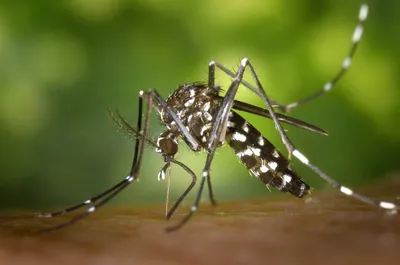 Illustration mosquitoes - Image 2