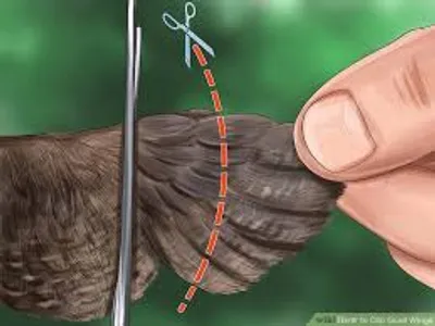 Illustration pinion - Image 2