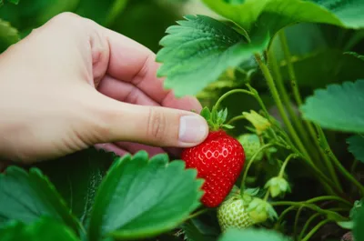 Illustration pick - Image 1