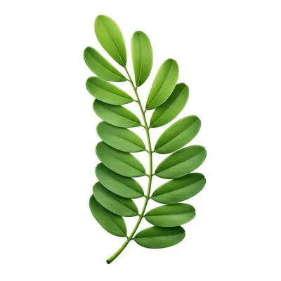 Illustration pinnate - Image 1