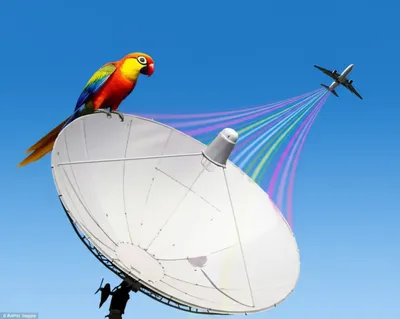 Illustration parrot - Image 1