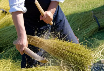 Illustration swingle - Image 1