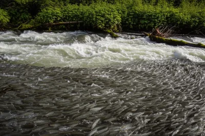 Hình ảnh minh họa hooligans - Ảnh 1