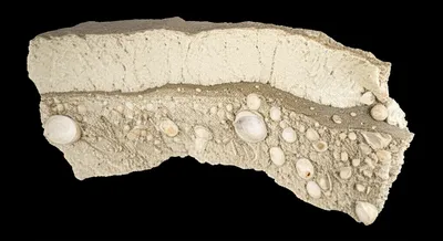 Illustration limestone