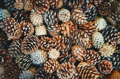 Illustration pineapples - Image 1