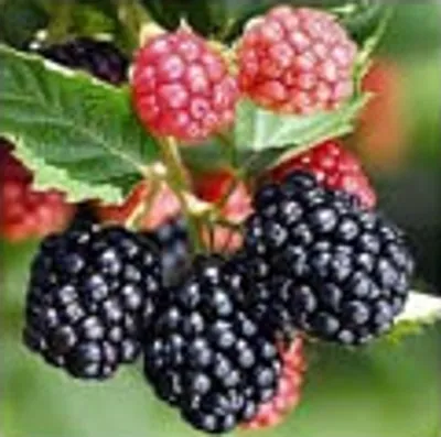 Illustration blackberry - Image 2