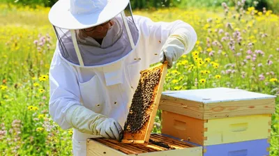 Illustration hived - Image 1